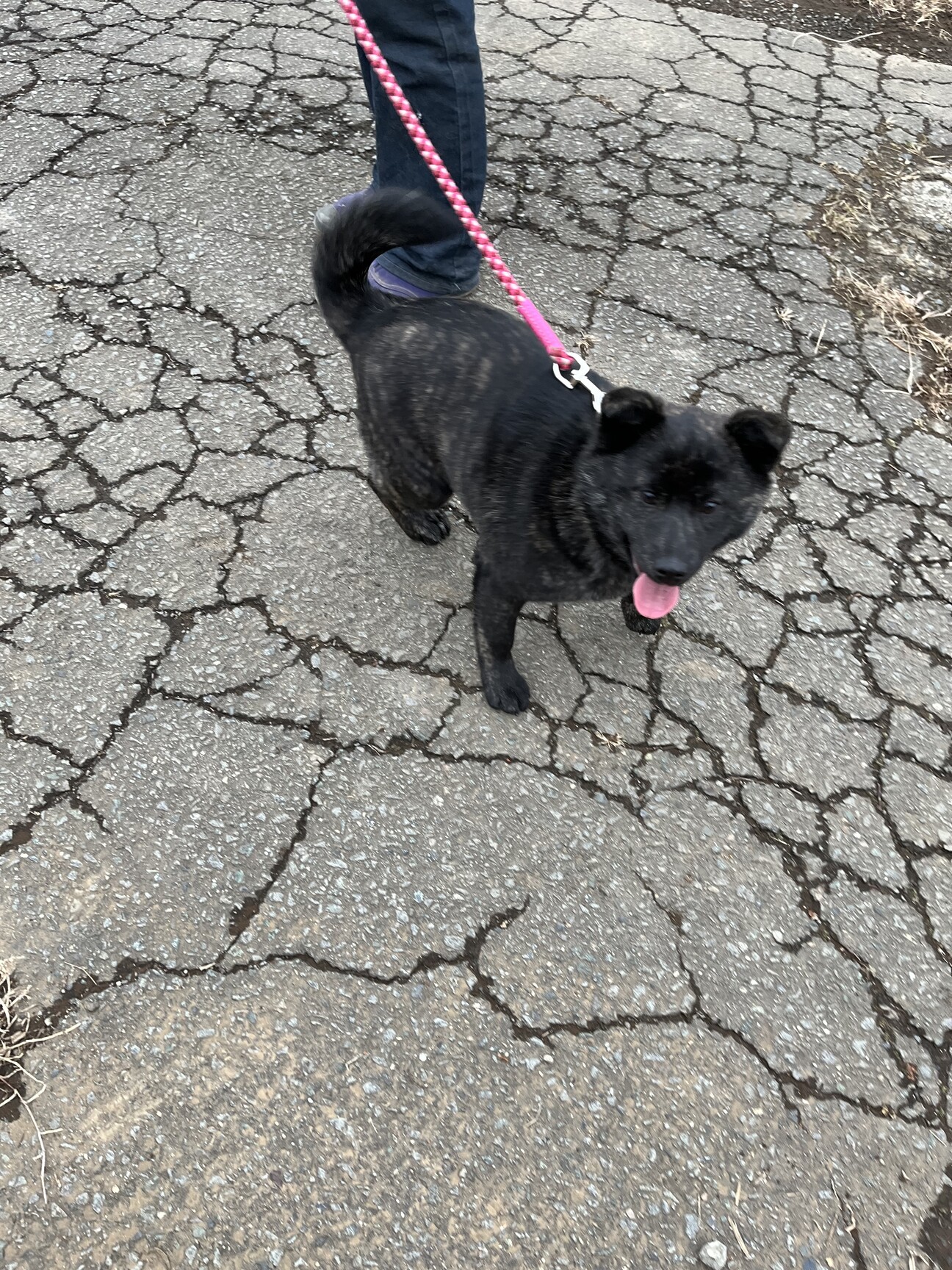 甲斐犬ミックス 4ヶ月 山梨県 犬の里親募集 ペットのおうち 月間利用者150万人