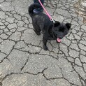 甲斐犬ミックス　4ヶ月　女の子　ゆず