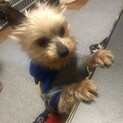きなこもちくん。