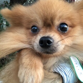 ケイ君　１歳　ポメラニアン　男の子