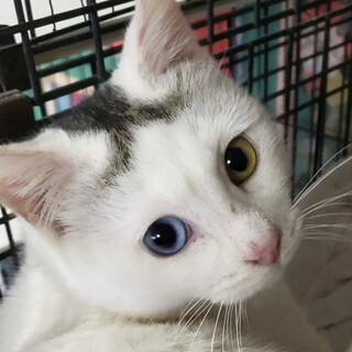 珍しいトビキジ柄のオッドアイくん