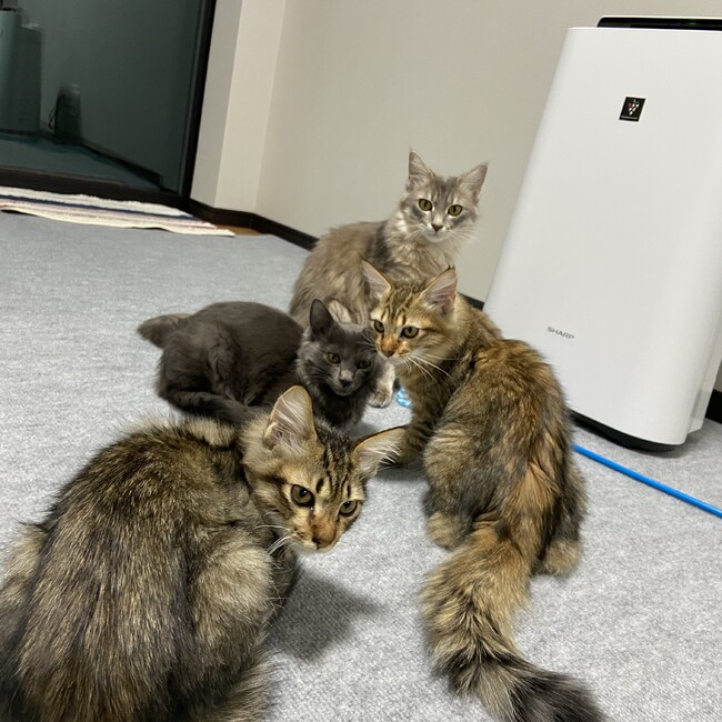 のカバー写真
