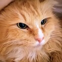 【ヘンリー】おかげさまで里親様が決まりました。