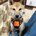 ビビりだけど賢い！レオくん