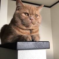 元帥（げんすい）