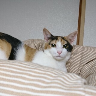 スタイル抜群　猫が大好きで活発なりんごちゃん