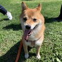 甘えん坊！つぶらな瞳のおいなりくん