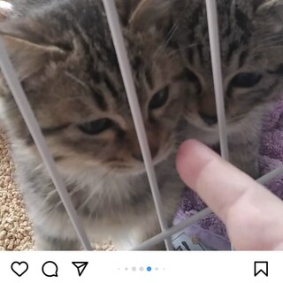 ふわふわの可愛い子