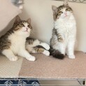 仲良し姉弟を一緒に迎えてください♡関東