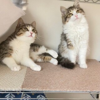 仲良し姉弟を一緒に迎えてください♡関東