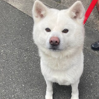 白い秋田の女の子　秋田か大型犬飼育経験者
