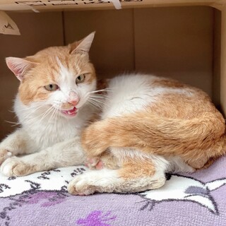 ビビリで甘えん坊茶白チャイくんオス絶賛募集中