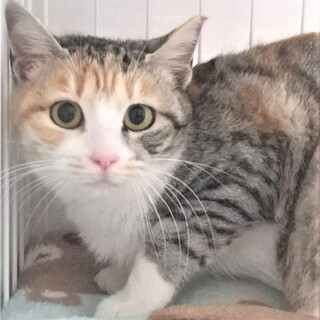 人馴れ修行のミケミミさん