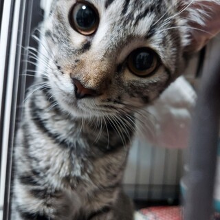 天真爛漫あられ姫♀