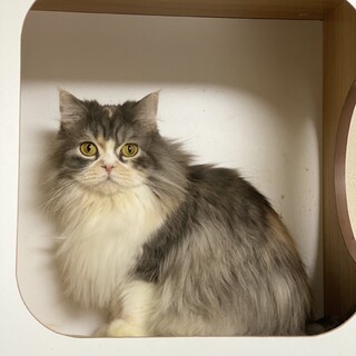 ミヌエット♡女の子