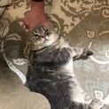 【大募集】♥超～～短足♡マンチカン君