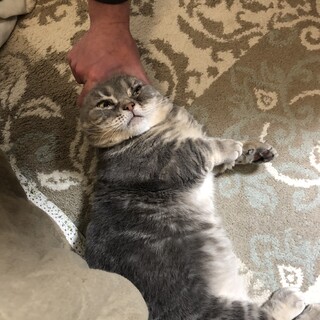 【大募集】♥超～～短足♡マンチカン君