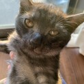 雑種グレーのオスで鍵尻尾の男の子です