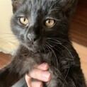 雑種のオス黒猫ちゃんです