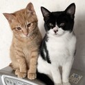 生後3〜4ヶ月くらいの子猫です☆