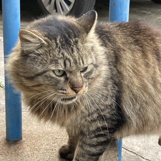 飼主さんが亡くなって残された猫⑤もふもふ長毛キジ