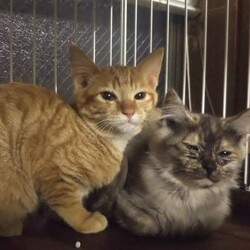 in春日井～保護猫の臨時譲渡会2022年2月19日～ちーむ にゃいんず