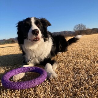 ボーダーコリー♂　カイ　1歳　里親募集中！