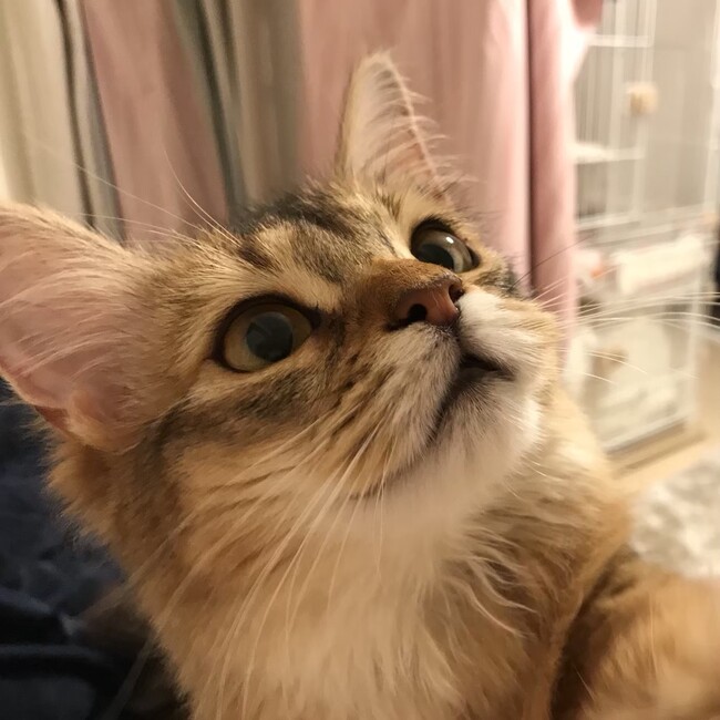 ホタテのカイヌシのカバー写真