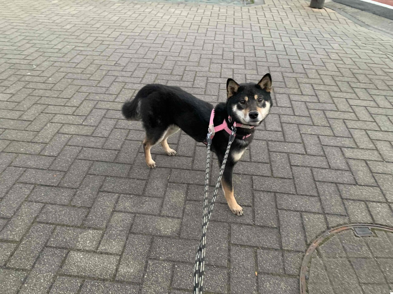 ごろり 女の子 東京都 犬の里親募集 ペットのおうち 月間利用者150万人 ごろり 女の子 東京都 犬の里親募集 ペットのおうち 月間利用者150万人