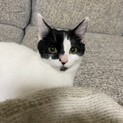 白黒子猫ちゃん