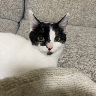 白黒子猫ちゃん