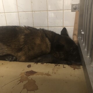 センターに収容され17日の朝までが期限です