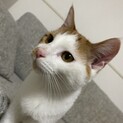 茶白子猫ちゃん