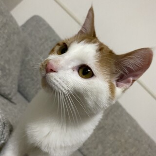 茶白子猫ちゃん