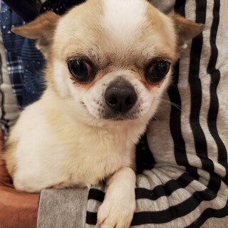 スムースチワワ♪キャベツ♪里親絶賛募集中！