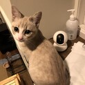 マンチカン　1才2ヶ月　男の子