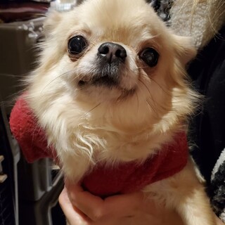 ロングコートチワワ♪パセリちゃん♪里親絶賛募集中！