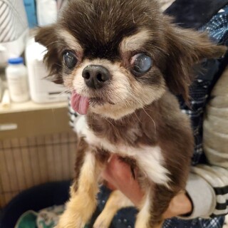 ロングコートチワワ♪レースちゃん♪里親絶賛募集中！