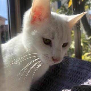 スリスリゴロゴロのイケニャンくん。