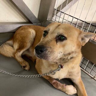 足の治療から回復ふくもり君→トライアル中