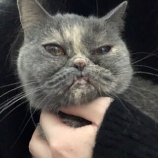 ブリティッシュのキャサリンちゃん