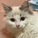 フワフワもふもふブルーな瞳。超甘えん坊なチロ。