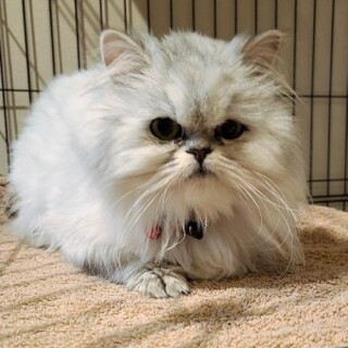 ペルシャのタレちゃん