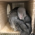 チンチラ　女の子　1歳4ヶ月