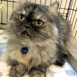 ミヌエットのダイアナちゃん