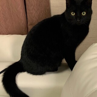 くろ・サビ仲良し兄妹猫。