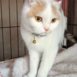 スコティッシュフォールドの白玉ちゃん