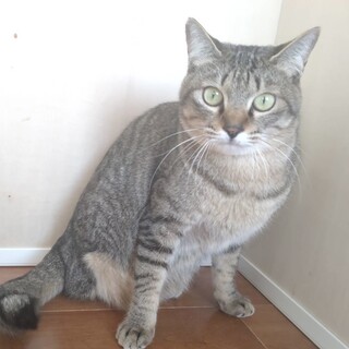 シャイなシャアくんです❗️