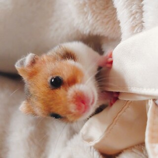 【急募】ゴールデンハムスターの赤ちゃん3匹