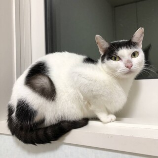 大人しい女の子ももちゃんです❗️